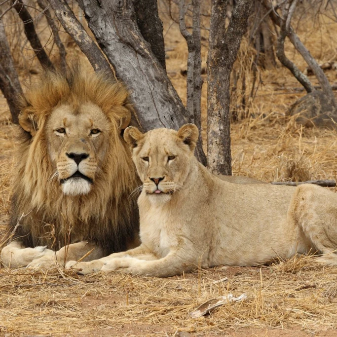 Lion dreamer - un vis despre un leu și o leoaică ca o metaforă pentru putere și instinct