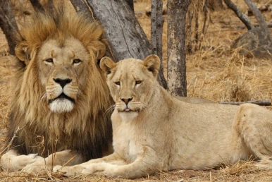 Lion dreamer - un vis despre un leu și o leoaică ca o metaforă pentru putere și instinct