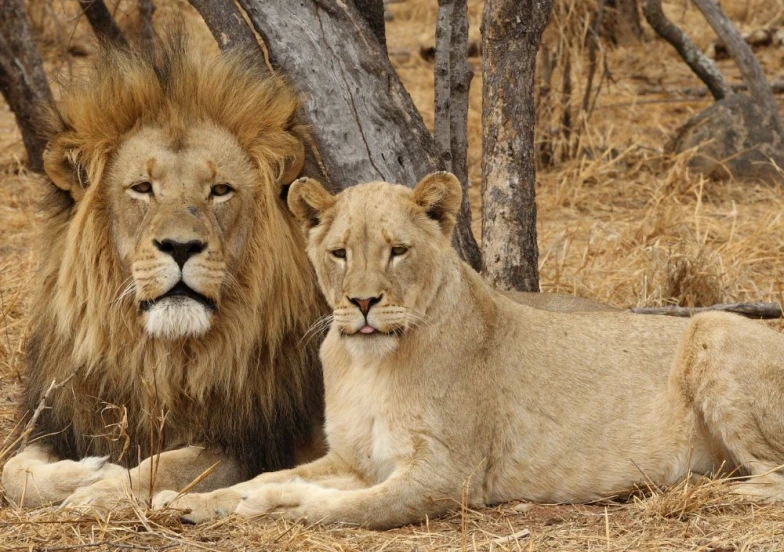 Lion dreamer - un vis despre un leu și o leoaică ca o metaforă pentru putere și instinct